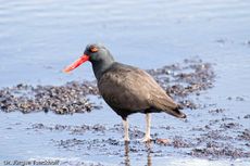 Schwarzer Austernfischer (9 von 14).jpg